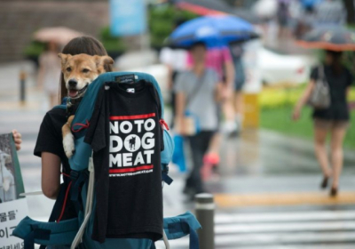 В Южной Корее рестораны отказались изымать блюда из собак на время Олимпиады
