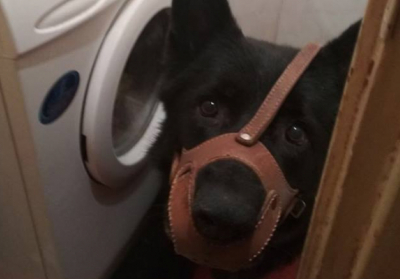 Во Львове женщина натравила собаку на полицейских, прибывших по ее вызову