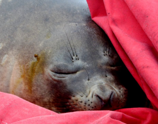 В лодке у украинской станции в Антарктиде задремал морской слон - ФОТО