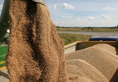 Світові поставки пшениці під загрозою через посушливі канадські поля – ЗМІ