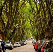 Зеленая улица в городе Порту-Алегри. Фото: Adalberto Cavalcanti Adreani