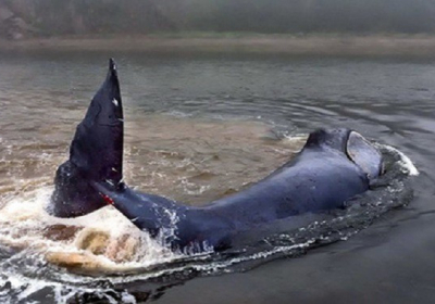В России 13-метрового кита выбросило на мель