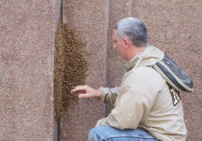 Огромный рой пчел заблокировал вход в небоскреб в Нью-Йорке - ВИДЕО