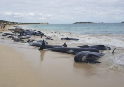 В Австралії понад 130 дельфінів викинулися на берег
