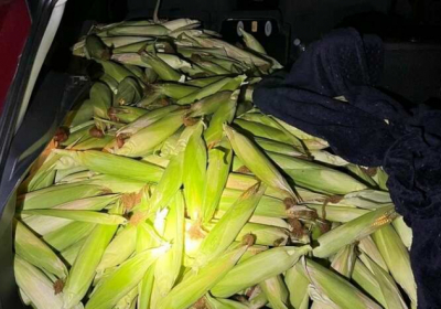 У Німеччині трьох українців підозрюють у крадіжці до 300 кг кукурудзи