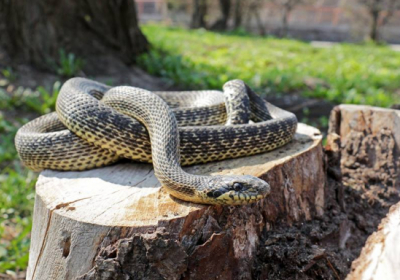 На детской площадке в Киеве нашли большую редкую змею