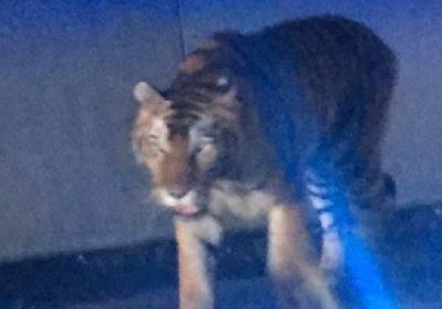 В США цирковая тигрица зашла во двор частного дома и напала на таксу