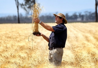 Однією з передумов зростання показників в економіці став високий урожай зерна, - експерт