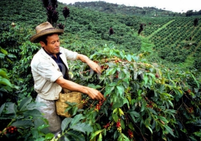 У Колумбії страйкують виробники кави