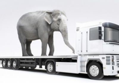 Вблизи белорусской границы с грузовика сбежал венгерский слон