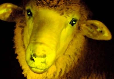 Уругвайські вчені виростили овець, які світяться в темряві