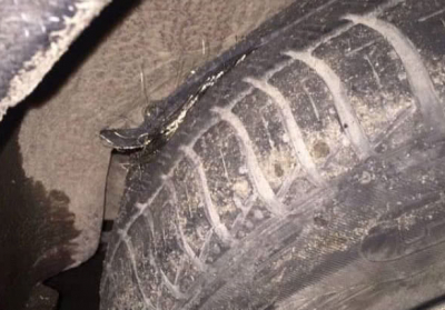 На Закарпатье мужчина отсудил у дорожников 11 тыс. за пробитое колесо