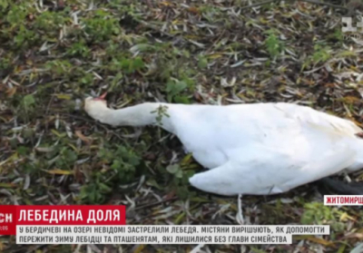 В Бердичеве вандалы застрелили лебедя