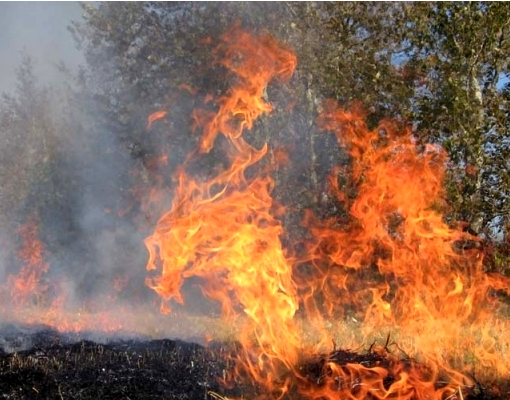 На Херсонщине горят 20 гектаров леса