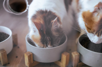 Корм Hills для котов: Забота о здоровье вашего питомца с магазином 