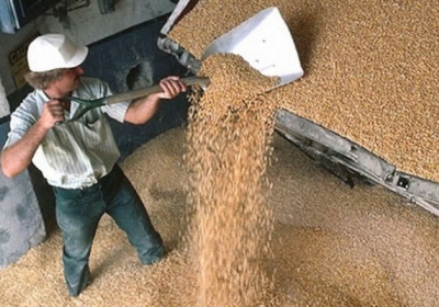 Зовсім скоро аграрії подолають позначку в 60 млн тонн зібраного зерна, - Присяжнюк