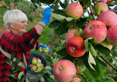Польша стала мировым лидером экспорта яблок