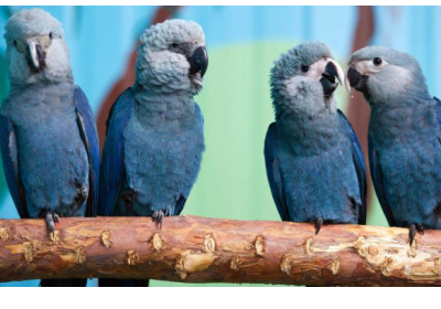 В природі вимерли блакитні папуги – головні герої мультфільму 