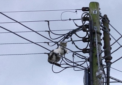 Через кішку в трансформаторі, без світла залишились 27 тис жителів Сімферополя