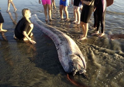Загибель гігантських глибоководних риб у Каліфорнії може віщувати катаклізми, - The Daily Mail