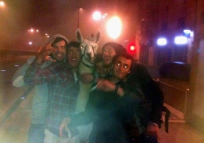 Група п'яних французів вкрала циркову ламу і фотографувалася з нею у трамваї (фото, відео)