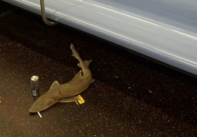 Мертва акула у нью-йоркському метро стала хітом соцмереж