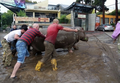 В Тбилиси из-за наводнения погибли более 300 животных из зоопарка