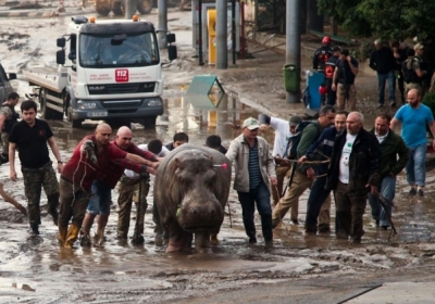 Грузинский зоопарк отказался от помощи московских коллег