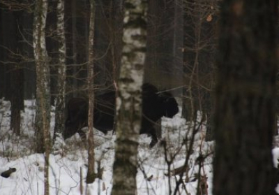 На Львовщине браконьеры застрелили зубра, который занесен в Красную книгу Украины