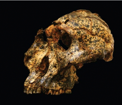 Археологи нашли череп предка человека, которому более 2 млн лет. У него был маленький мозг и большие зубы