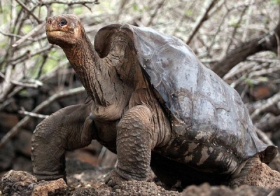 Остання в світі галапагоська черепаха Самотній Джордж. Фото: luchesk.com.ua