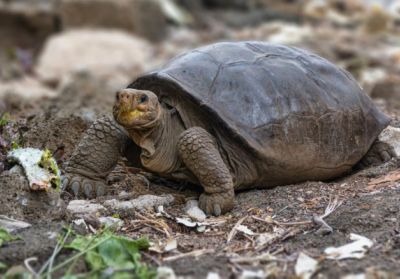 Самка черепахи виду Chelonoidis phantasticus. Вважалося, що він зник понад 100 років тому Фото: Національний парк "Галапагос" / Facebook