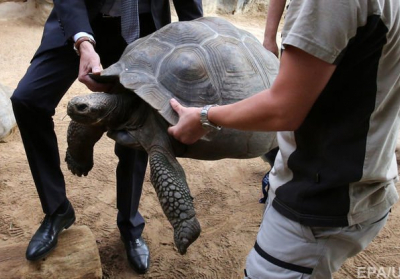 Биологи рассчитывают возродить вымерший подвид галапагосских черепах