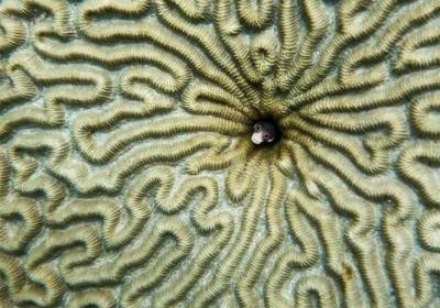 Риба бичок визирає з коралового лабіринту. Фото: Chhaya Werner