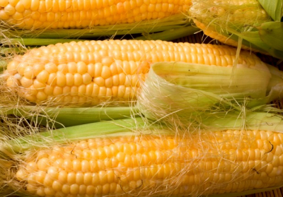 Незаконный экспорт кукурузы на сумму ₴ 4,7 млн разоблачили и остановили в Николаевской обл.