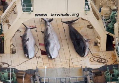 Японские охотники убили 122 беременных кита