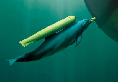 Британська розвідка розповіла, для чого рф розмістила базу бойових дельфінів у Севастополі