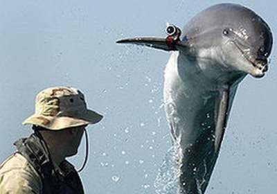 Бойовий дельфін програми US Navy Marine Mammal Program виконує розмінування в Перській затоці під час війни в Іраку. Фото: wikimedia.org