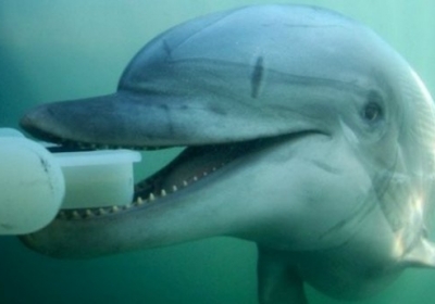 Украина выделяет средства на еду боевым дельфинам, которых у нее нет, - Бирюков