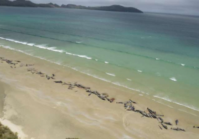 


В Новой Зеландии выбросились на берег 145 дельфинов 