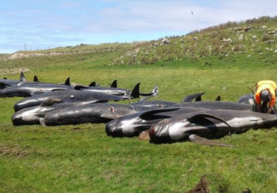 У Новій Зеландії вдруге за тиждень дельфіни викинулися на берег
