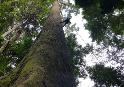 Дослідники виявили найвище у світі тропічне дерево