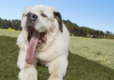 В США собаку с самым длинным языком в мире занесли в Книгу рекордов Гиннеса