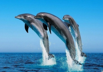 Безпосередні дельфіни: розумники, спортсмени і просто красені 