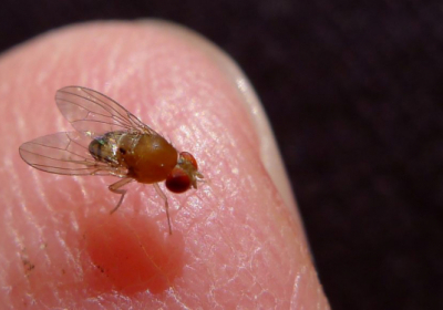 Ученые стерли долговременную память мухи, оставив ее в темноте