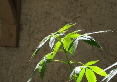 Калифорния легализовала марихуану