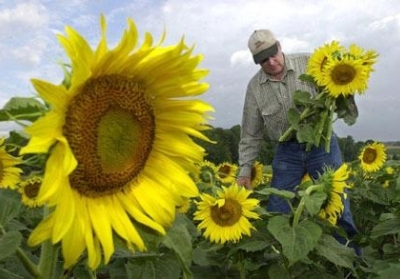Україна стала світовим лідером за поставками соняшникової олії
