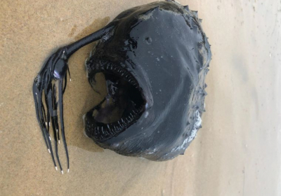 Найденный на пляже в Калифорнии удильщик, который очень хорошо сохранился Фото: Davey