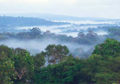 За майже 20 років світ втратив тропічних лісів площею як Франція