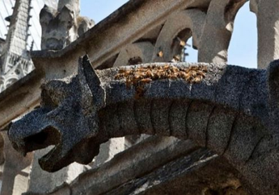 Пчелы собора Нотр-Дам выжили после пожара